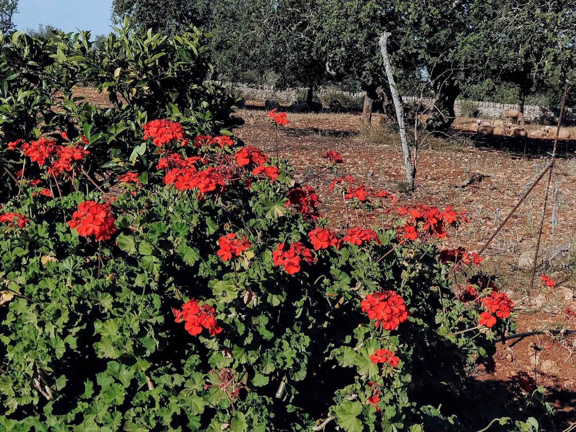Finca Son Marimon (Adults Only) Сантаний Екстериор снимка